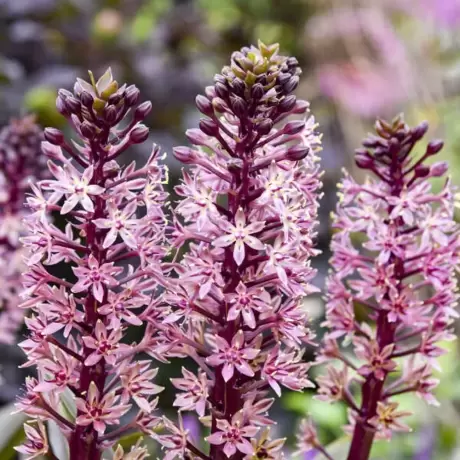 Bulbi de Eucomis Purple Reign