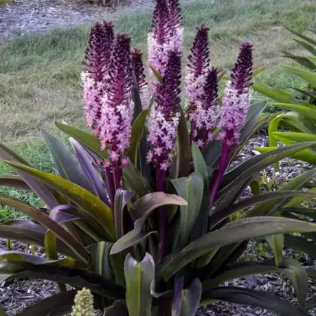 Bulbi de Eucomis Safari Adventure