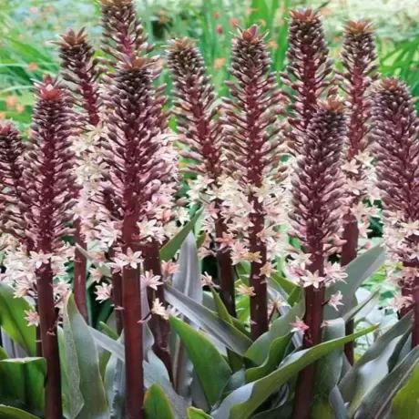 Bulbi de Eucomis Sparkling Burgundy