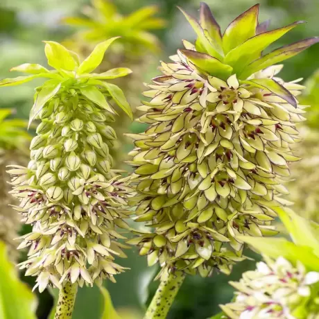 Bulbi de Eucomis Yellow White