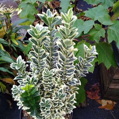 Euonymus - Himalaya - Ghiveci