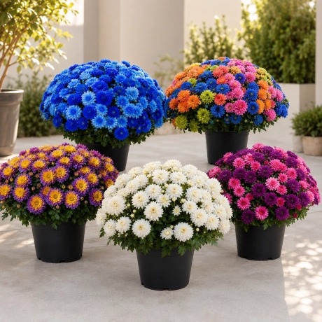 Pachet Crizanteme XL – Festivalul Culorilor, 5 bucăți