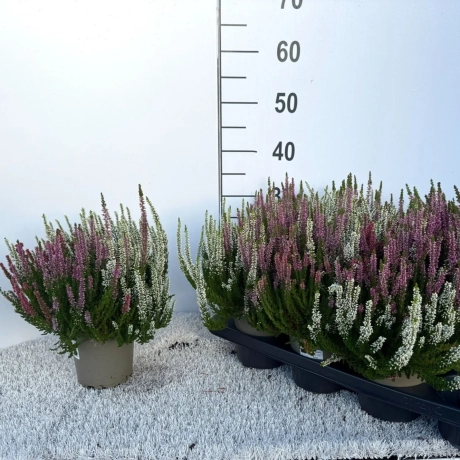 Calluna - Vulgaris 3 Nuante - Mix 1
