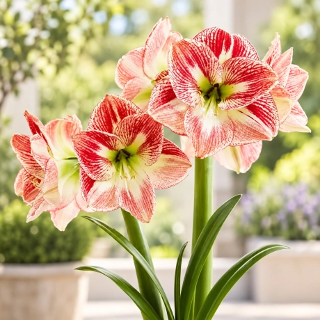 Bulbi de Amaryllis - Hippeastrum Spotted Cream
