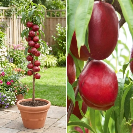 Pomi Fructiferi - Nectarin Columnar Fantasy la Ghiveci