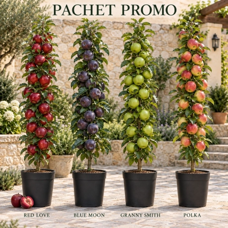 Pachet Promo - 4 Meri Columnari Premium