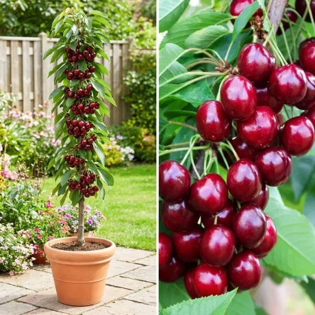 Pom Fructifer - Cires Columnar Ferrovia la Ghiveci