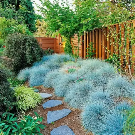 Festuca Glauca Iarba Albastra Elijah Blue la Ghiveci