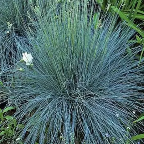 Festuca Glauca Iarba Albastra Festina la Ghiveci
