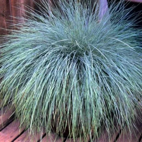 Festuca Glauca Iarba Albastra la Ghiveci