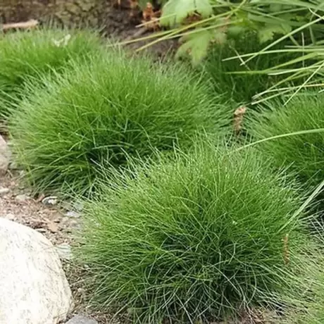 Festuca Scoparia Paius la Ghiveci