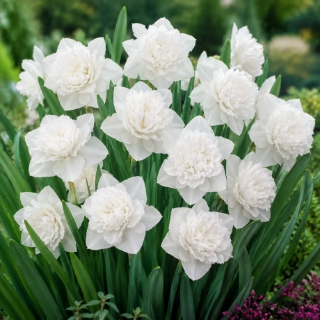 Bulbi de Narcise White Medal
