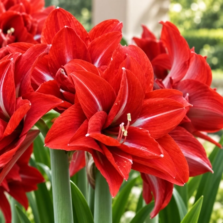 Bulbi de Amaryllis - Hippeastrum Double Delicious