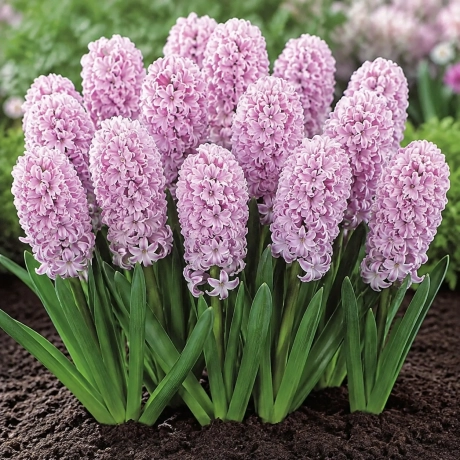 Bulbi de Zambile Splendid Cornelia