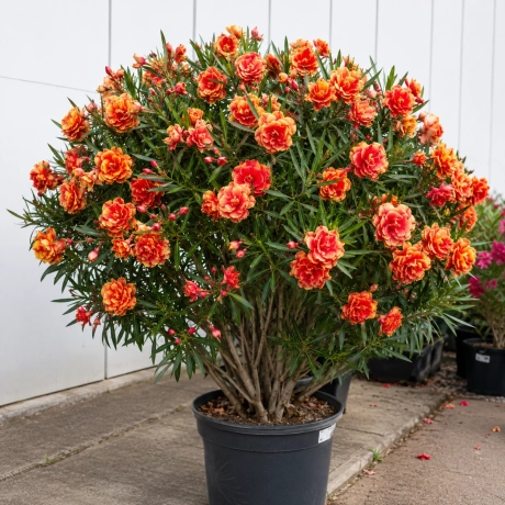 Leandru Tufa - Flamma Bicolor