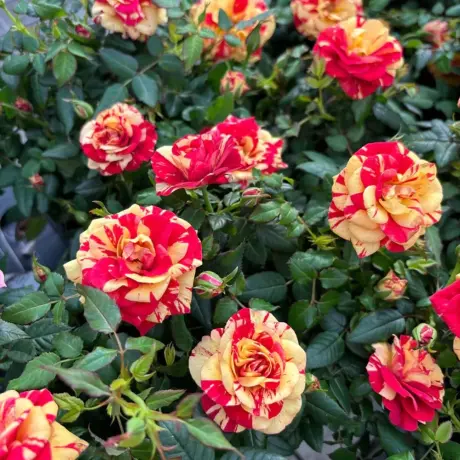 Trandafir urcator Flash – Anul 4 – Radacina Impachetata