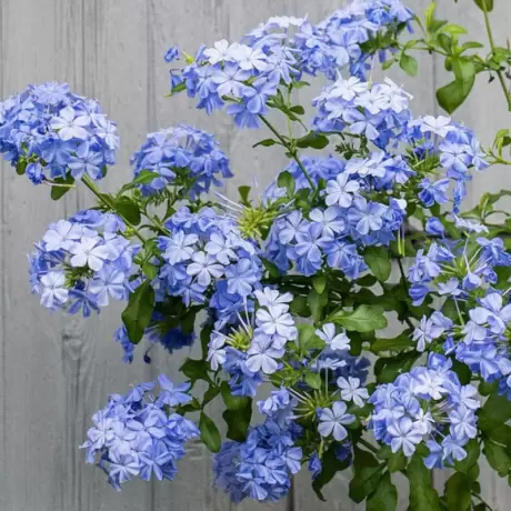 Floarea Dragostei - Azur la Ghiveci