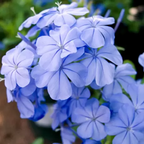 Floarea Dragostei - Azur la Ghiveci