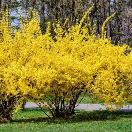 Forsythia Golden Times la Ghiveci