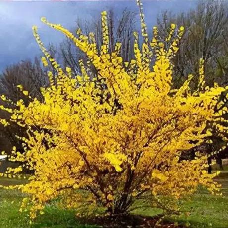 Forsythia Goldrausch la Ghiveci