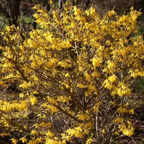 Forsythia Maree Dor la Ghiveci