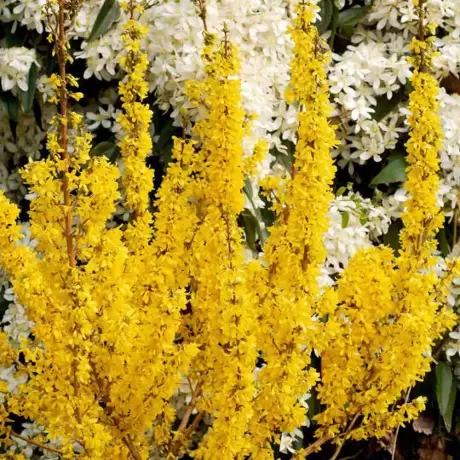Forsythia Mikador Vromans la Ghiveci