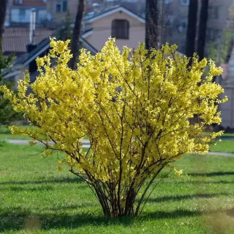 Forsythia Minigold Vromans la Ghiveci