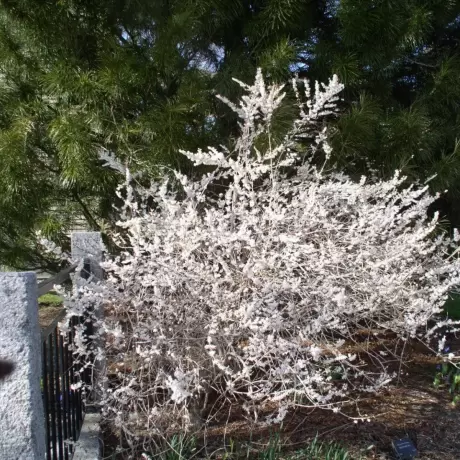 Forsythia White cu Radacina Impachetata