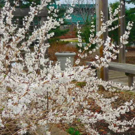 Forsythia Kumsum la Ghiveci