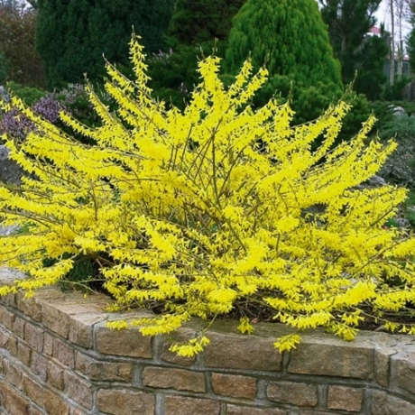 Forsythia Maree Dor cu Radacina Impachetata