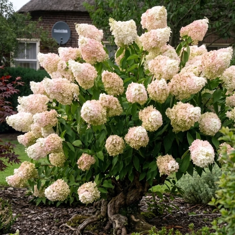 Hortensia Magic Candle la Ghiveci