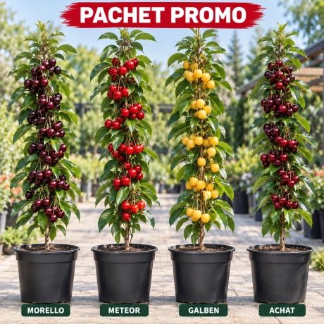 Pachet Promo - 4 Visini Columnari Premium