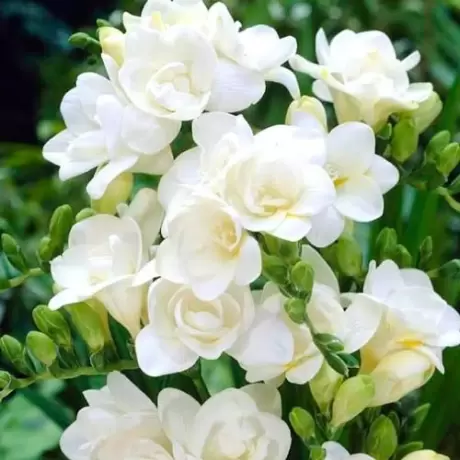 Bulbi de Frezie Double White
