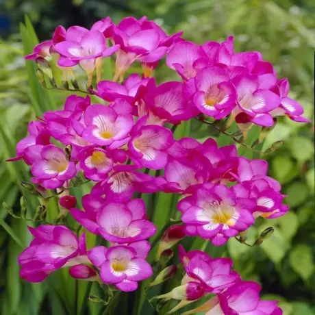 Bulbi de Frezie Pink