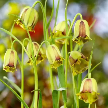 Bulbi de Fritillaria Acmopetala