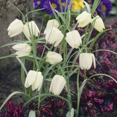 Bulbi de Fritillaria Meleagris Alba