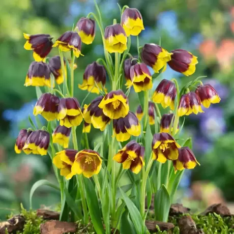 Bulbi de Fritillaria Michailovskyi
