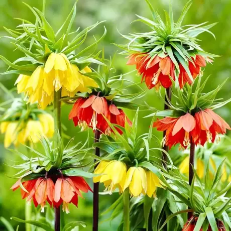 Bulbi de Fritillaria Gigant – Mix