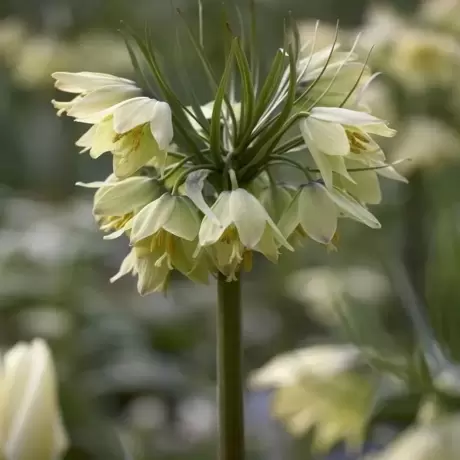 Bulbi de Fritillaria Raddeana