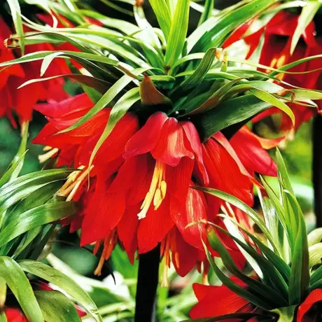 Bulbi de Fritillaria Gigant – Red