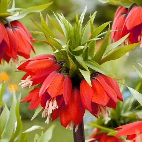 Bulbi de Fritillaria Rubra Maxima