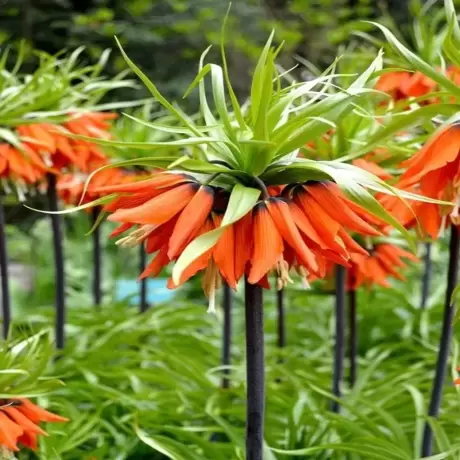 Bulbi de Fritillaria Rubra