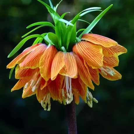 Bulbi de Fritilllaria Striped Beauty