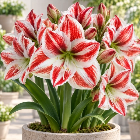 Bulbi de Amaryllis - Hippeastrum Superstar