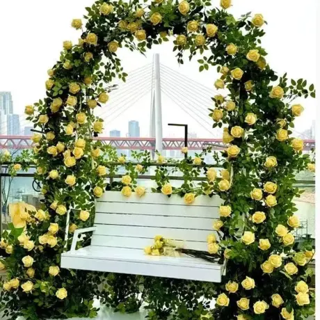 Trandafir Catarator Galben – Anul 4 – Radacina Impachetata