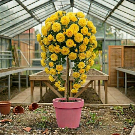 Trandafir Pomisor Curgator Galben la Ghiveci