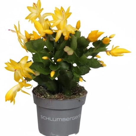 Craciunel Gold  - Schlumbergera Truncata la Ghiveci