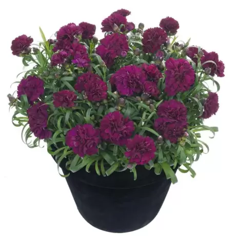 Garofițe Duble Parfumate - Violet la Ghiveci