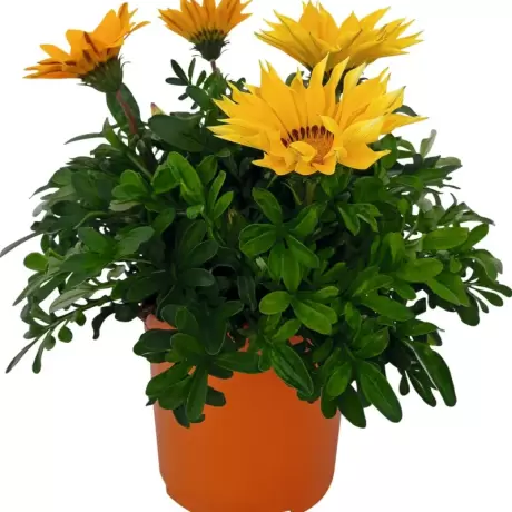 Gazania Splendens - Galbena la Ghiveci