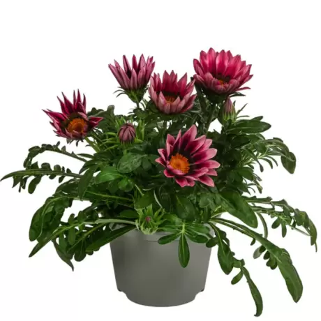 Gazania Splendens - Mov la Ghiveci